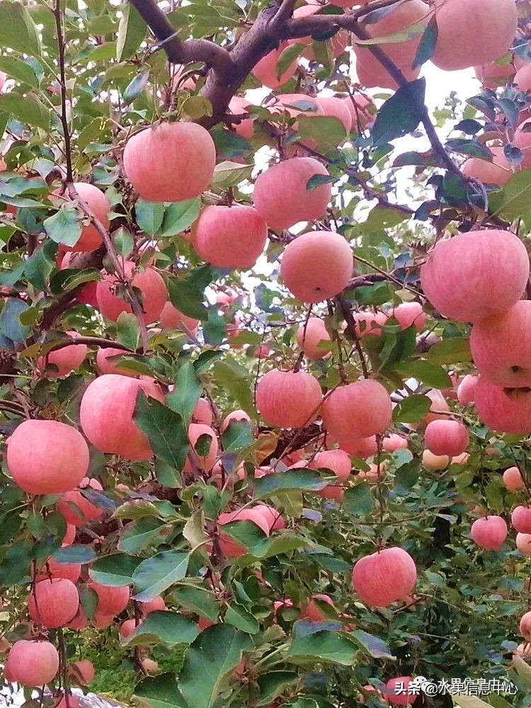 常见的23种苹果的品种产地及成熟时间一览