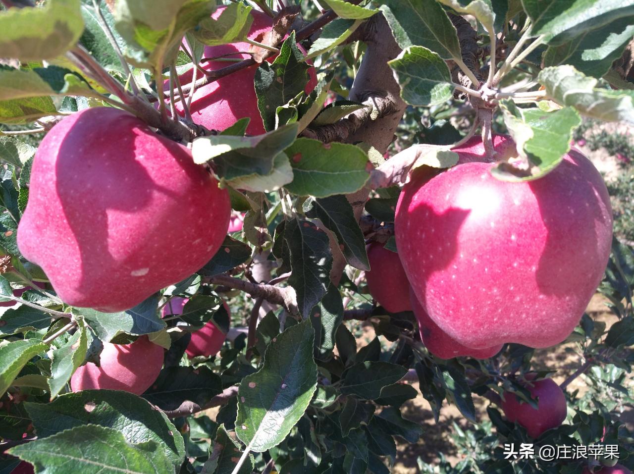 8月份果园病虫害防治管理技术要点小结