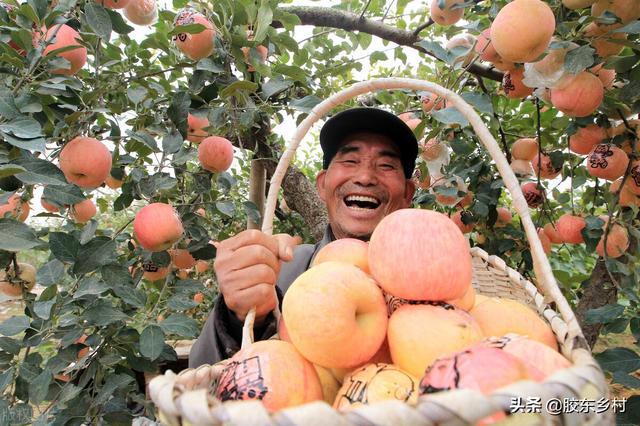 早熟苹果上市，2021年苹果行情会如何？果农该如何应对?