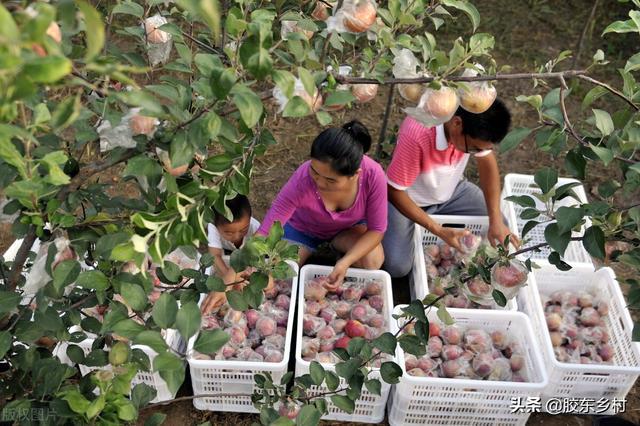 早熟苹果上市，2021年苹果行情会如何？果农该如何应对?