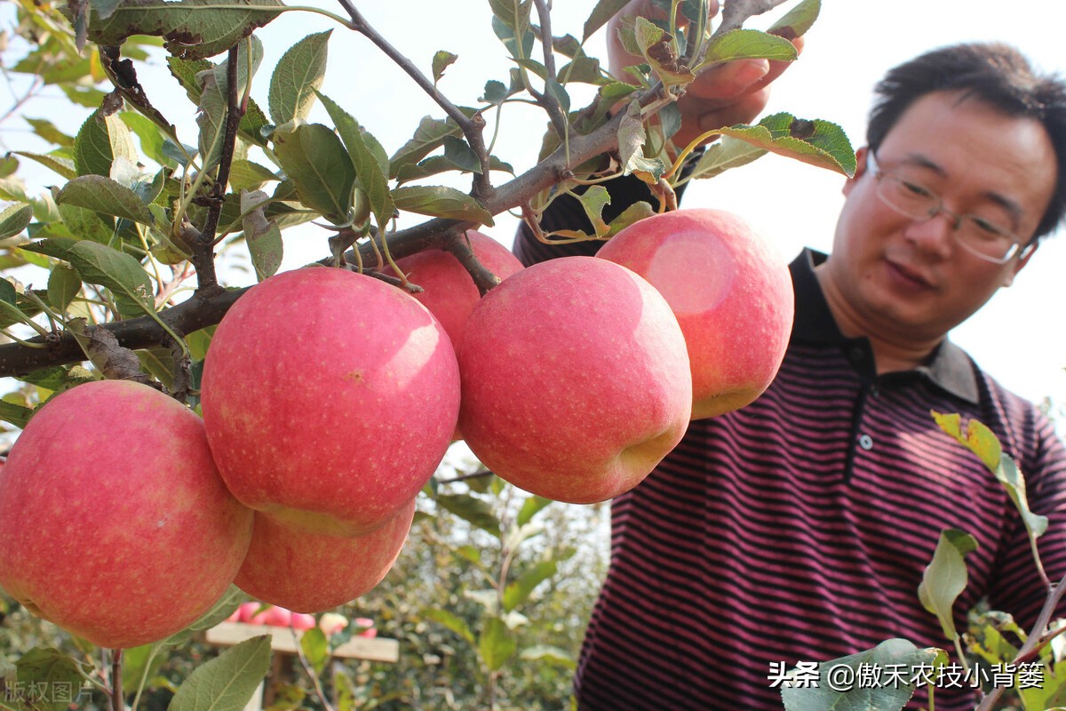 苹果什么时候摘袋最合适？果实摘袋后如何管理上色快、甜度好？