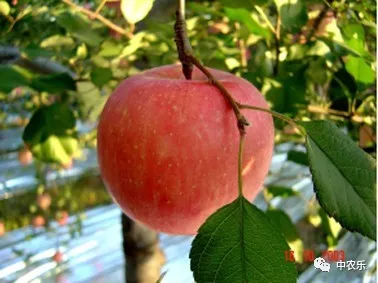 脱袋前后是提高苹果质量的关键时期，必须做好这几点工作