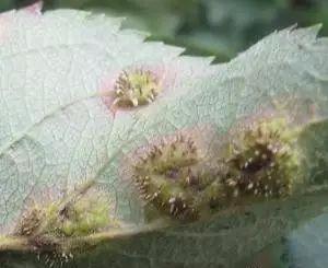20种苹果常见病害+图集！来看看你能认出多少！