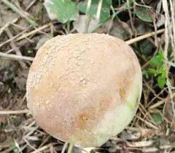 20种苹果常见病害+图集！来看看你能认出多少！