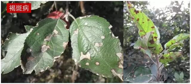 苹果病害治疗方案：白粉病、锈病、褐斑病、炭疽病、斑点落