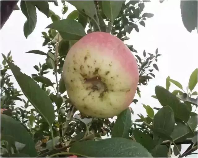 苹果上市前的“最后一公里”，这些病害一定不能忽视