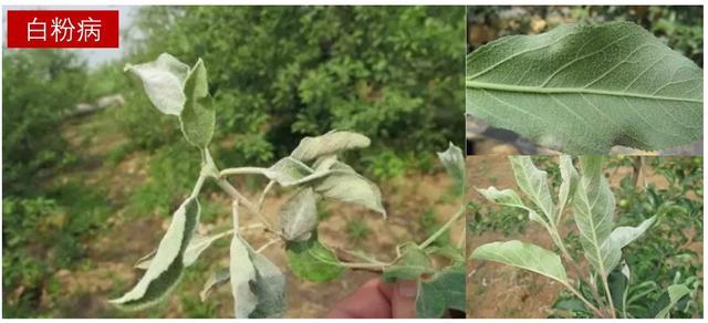 苹果病害治疗方案：白粉病、锈病、褐斑病、炭疽病、斑点落