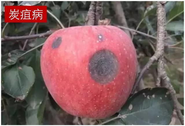 苹果病害治疗方案：白粉病、锈病、褐斑病、炭疽病、斑点落
