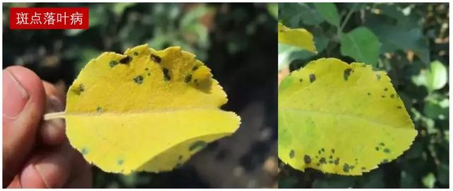 苹果病害治疗方案：白粉病、锈病、褐斑病、炭疽病、斑点落