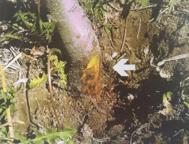 苹果上市前的“最后一公里”，这些病害一定不能忽视