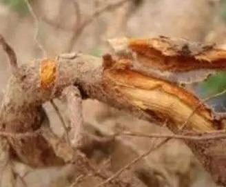 20种苹果常见病害+图集！来看看你能认出多少！