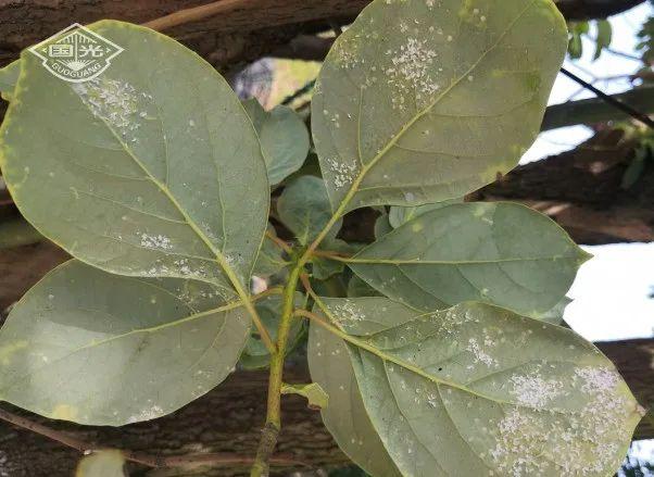 苹果种植蚧壳虫的防治